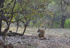Twee Mannelijke tijgers van Subadults, het Nationale park van Ranthambhore, Rajasthan, India stock afbeelding Twee Mannelijke tijgers van Subadults, het Nationale park van Ranthambhore, Rajasthan, India stock afbeelding