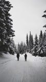 Twee mensen die op bergweg in sneeuwbos bij de winter lopen royalty-vrije stock foto Twee mensen die op bergweg in sneeuwbos bij de winter lopen royalty-vrije stock foto