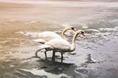 Twee mooie witte zwanen bevinden zich op het ijs dichtbij het water stock foto Twee mooie witte zwanen bevinden zich op het ijs dichtbij het water stock foto