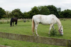 Twee paarden in het landbouwbedrijf van Londen - Engeland stock afbeelding Twee paarden in het landbouwbedrijf van Londen - Engeland stock afbeelding