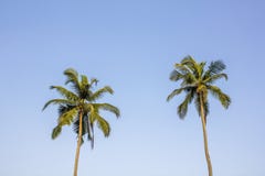 Twee palmen met heldergroene bladeren tegen een schone blauwe hemel stock foto Twee palmen met heldergroene bladeren tegen een schone blauwe hemel stock foto