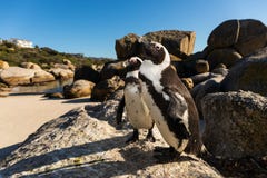 Twee peguins bij Keienstrand Simonstown royalty-vrije stock afbeeldingen Twee peguins bij Keienstrand Simonstown royalty-vrije stock afbeeldingen