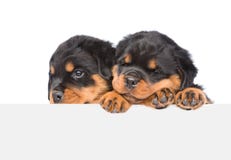Twee Rottweiler-puppy die van achter lege raad gluren Op wit Royalty-vrije Stock Foto Twee Rottweiler-puppy die van achter lege raad gluren Op wit Royalty-vrije Stock Foto