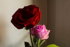 twee rozen in bloei met een prettig spel van schaduwen stock fotografie twee rozen in bloei met een prettig spel van schaduwen stock fotografie