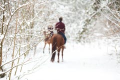Twee ruiters op de bruine paarden in de sneeuw, achtermening royalty-vrije stock afbeelding Twee ruiters op de bruine paarden in de sneeuw, achtermening royalty-vrije stock afbeelding