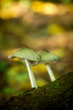 Twee russulapaddestoel op een boomstam in het bos royalty-vrije stock fotografie Twee russulapaddestoel op een boomstam in het bos royalty-vrije stock fotografie