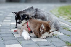Twee Schor puppy Draagstoelhonden die op de straat slapen Royalty-vrije Stock Afbeelding Twee Schor puppy Draagstoelhonden die op de straat slapen Royalty-vrije Stock Afbeelding