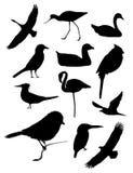 Twelve bird silhouettes