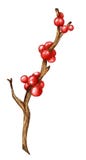 Twigs with red holly berries. Christmas and New Years
