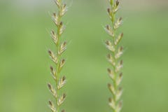Twin plants royalty free stock photos Twin plants royalty free stock photos