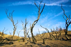 Twisted Burned Tree Trunks Stock Photography Twisted Burned Tree Trunks Stock Photography