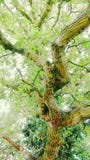 A very twisty trunk royalty free stock image A very twisty trunk royalty free stock image