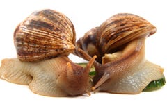 Two achatina snails royalty free stock photos Two achatina snails royalty free stock photos