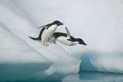 Two Adelie penguins take the plunge into the ocean from an Antarctic iceberg stock image Two Adelie penguins take the plunge into the ocean from an Antarctic iceberg stock image
