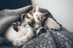 Two Adorable And Cute Devon Rex Cats. Royalty Free Stock Images