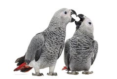 Two African Grey Parrot (3 months old) pecking royalty free stock photos Two African Grey Parrot (3 months old) pecking royalty free stock photos