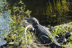 Two Alligators at Everglades National Park royalty free stock images Two Alligators at Everglades National Park royalty free stock images