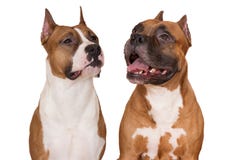 Two american staffordshire terrier dogs on white stock photo Two american staffordshire terrier dogs on white stock photo