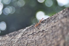 Two ants in the branch that focus on ants stock photo Two ants in the branch that focus on ants stock photo