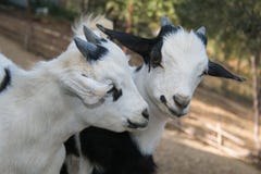 Two Baby Dwarf Tibetan Goats Stock Images