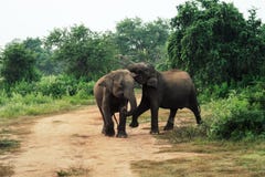 Two baby Elephants playing inside the udawalawe national park, Sri Lanka stock photos Two baby Elephants playing inside the udawalawe national park, Sri Lanka stock photos