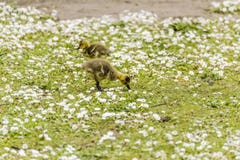 Two Baby Goslings Foraging For Food On The Ground stock images Two Baby Goslings Foraging For Food On The Ground stock images