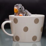 Two baby parrots, lovebird, showing heads in a lovely cup stock photos Two baby parrots, lovebird, showing heads in a lovely cup stock photos