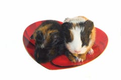 Two Baby Rodents On The Heart-shaped Plate Royalty Free Stock Photos Two Baby Rodents On The Heart-shaped Plate Royalty Free Stock Photos