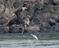 Two Bald Eagles in flight with a fish