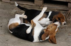 Two Beagle Stock Photos