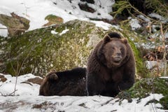 Two bears in the snow, one looks into the camera stock photo Two bears in the snow, one looks into the camera stock photo