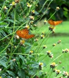 Beautiful butterflies feeding on the flowering grass stock photos Beautiful butterflies feeding on the flowering grass stock photos