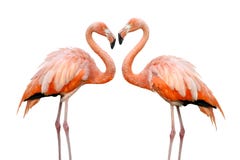 Two beautiful flamingos in love