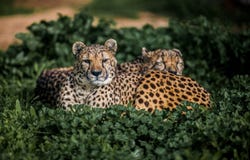 Two Beautiful Wild Cheetahs resting on green fields. Close up Royalty Free Stock Image Two Beautiful Wild Cheetahs resting on green fields. Close up Royalty Free Stock Image