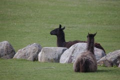 Two black llamas lying on a field royalty free stock photos Two black llamas lying on a field royalty free stock photos