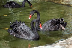 Two Black Swans Stock Images