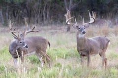Two Boone and Crockett whitetail bucks