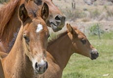 Two Brown Baby Horses With Mother stock images Two Brown Baby Horses With Mother stock images
