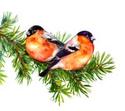 Two bullfinch birds on fir or pine tree branch. Watercolor. Two bullfinch birds on spruce, pine tree branch. Watercolor Royalty Free Stock Photos Two bullfinch birds on fir or pine tree branch. Watercolor. Two bullfinch birds on spruce, pine tree branch. Watercolor Royalty Free Stock Photos
