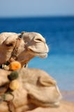 Two Camels Face Royalty Free Stock Photo