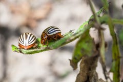 Two colorado potato bugs on potato bush close up royalty free stock photo Two colorado potato bugs on potato bush close up royalty free stock photo