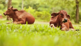 Two cows lies on the grass and rests. Vietnam. stock footage Two cows lies on the grass and rests. Vietnam. stock footage