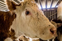 Two cows standing in the stable stock image Two cows standing in the stable stock image