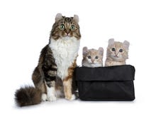 Two cream with white American Curl cat kittens with mother beside them., Isolated on white background.n stock images Two cream with white American Curl cat kittens with mother beside them., Isolated on white background.n stock images