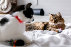 Two Cute Cats Playing With Toys And Mouse On White Bed In Sunny Bright Stylish Room. Funny Maine Coon And Black And White Cat With Royalty Free Stock Images