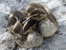 Two cute ducklings Mallard Ducks cuddled together stock photos Two cute ducklings Mallard Ducks cuddled together stock photos
