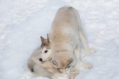 Two cute siberian husky puppies are playing on the white snow. Pet animals royalty free stock image Two cute siberian husky puppies are playing on the white snow. Pet animals royalty free stock image