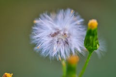 two dandelion flowers on the lawn in the country