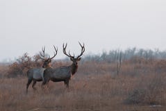 Two Deers Stock Photos