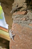 Two Diverse Lizards of the same Species Show Different Pigmentation Stock Image Two Diverse Lizards of the same Species Show Different Pigmentation Stock Image
